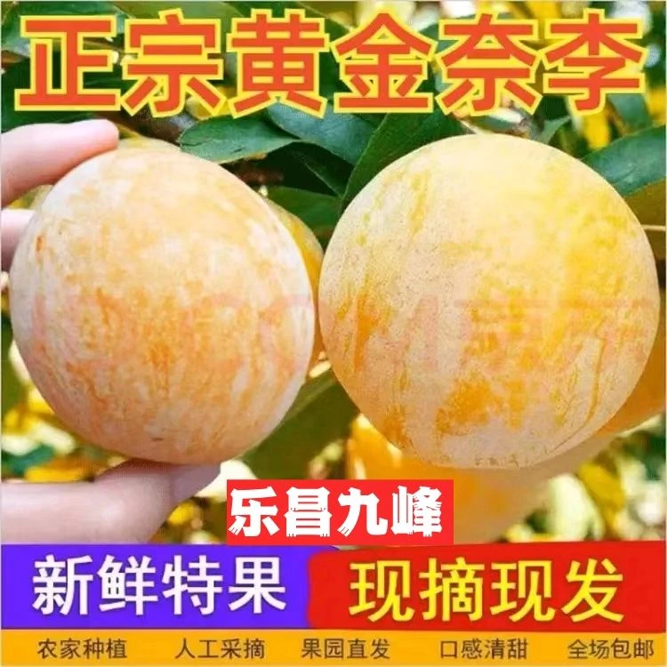 正宗乐昌九峰山黄金奈李脆甜多汁应季水果脱骨李礼盒装