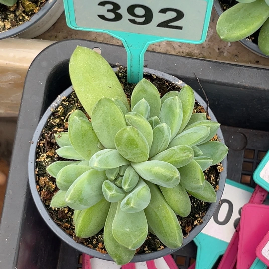 多肉植物冰河世纪382