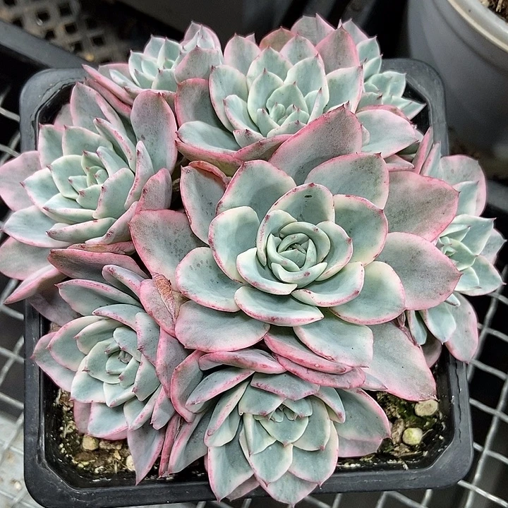 奶油黄桃锦群多肉