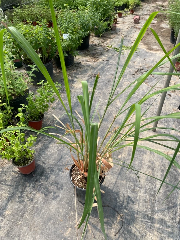 柠檬香茅玫瑰香茅柠檬草玫瑰草可食用香草多年生耐热