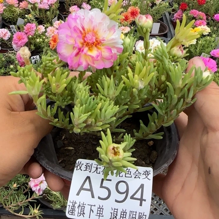 当前无花朵，栽培后可花朵A594超小苗盆口10cm
