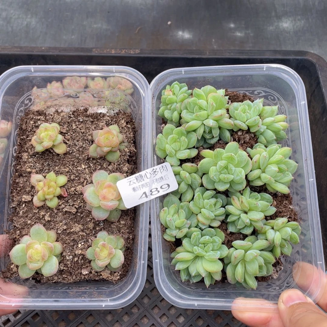 云糖心多肉植物489