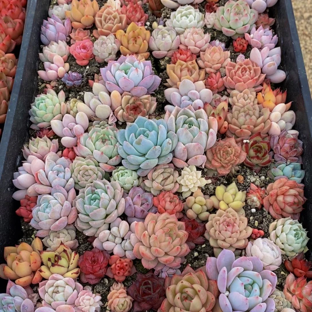 510点人气爆棚的时候就