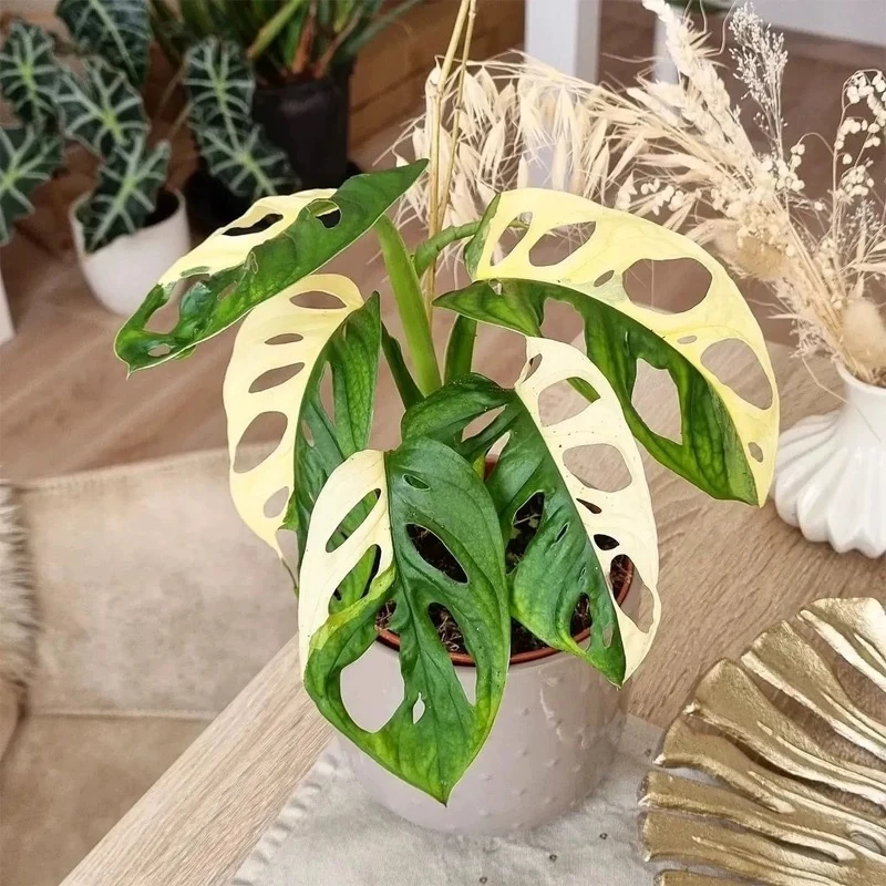 仙洞锦龟背竹锦化稀有白锦仙洞泰国进口净化空气荷兰室内绿植盆栽