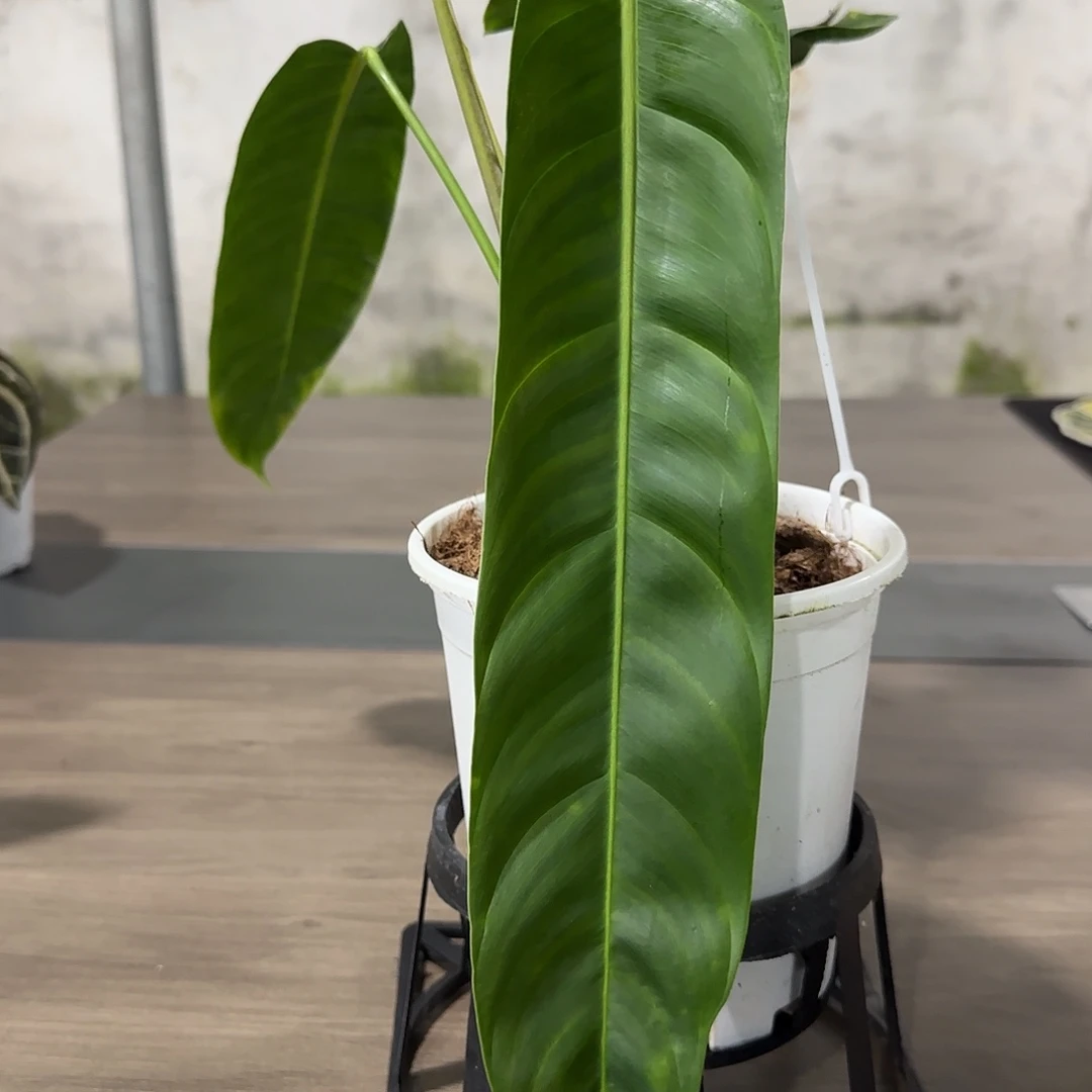 无花朵Pp蔓绿绒（叶长34）