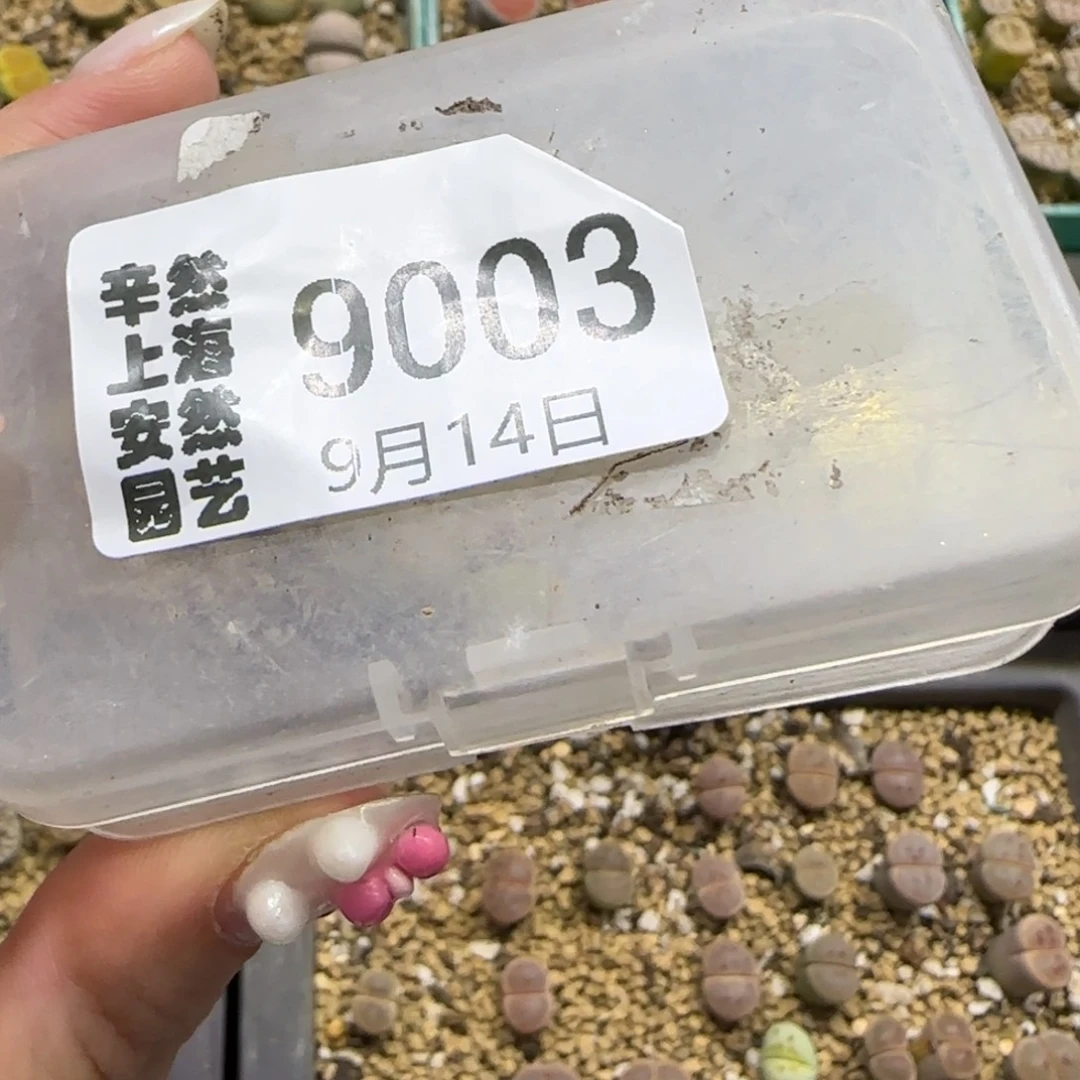 咸****9.14。  饼干。  9003