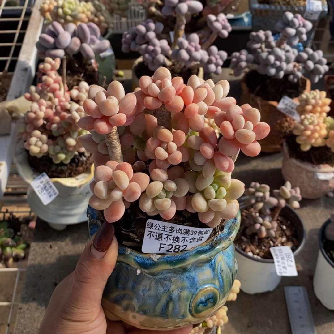 鱼子酱282/10cm多肉