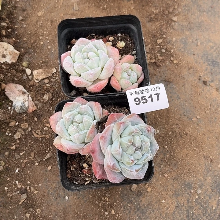 阿雅园艺。       9517