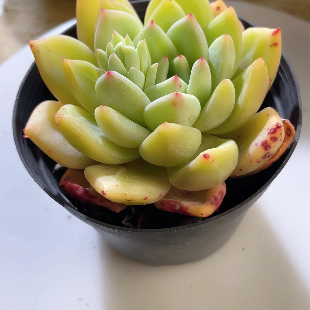 0337 短叶汗血宝马 六月六