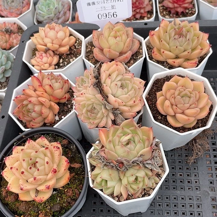 薇薇安园艺多肉0956