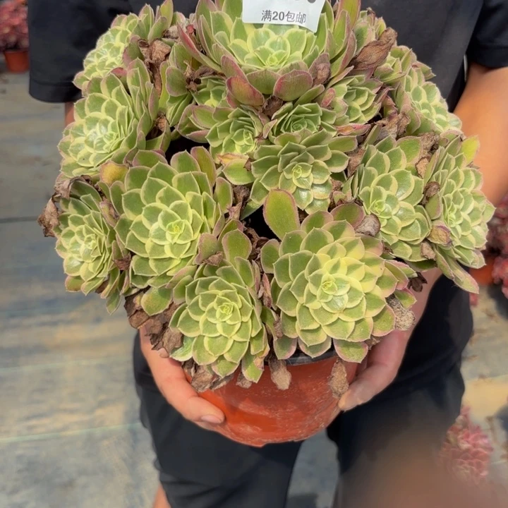 瑞妈多肉园艺386孔雀翎