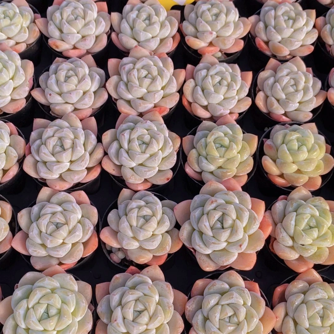 1-02-M精控雪媚娘单头两个