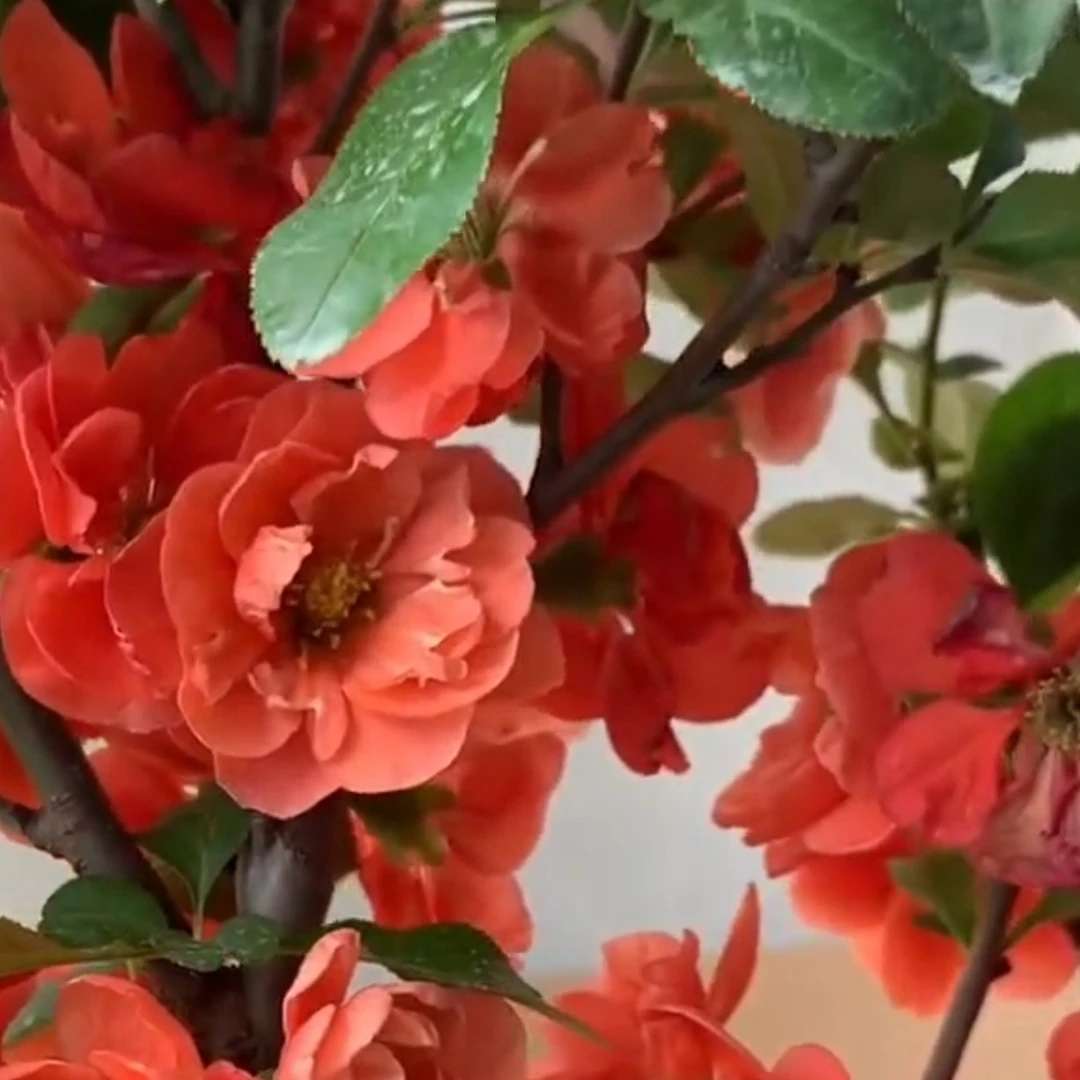 【长寿乐海棠两年苗】扦插海棠苗