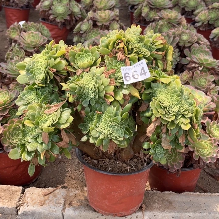 绿杨蓉綴664不包断枝