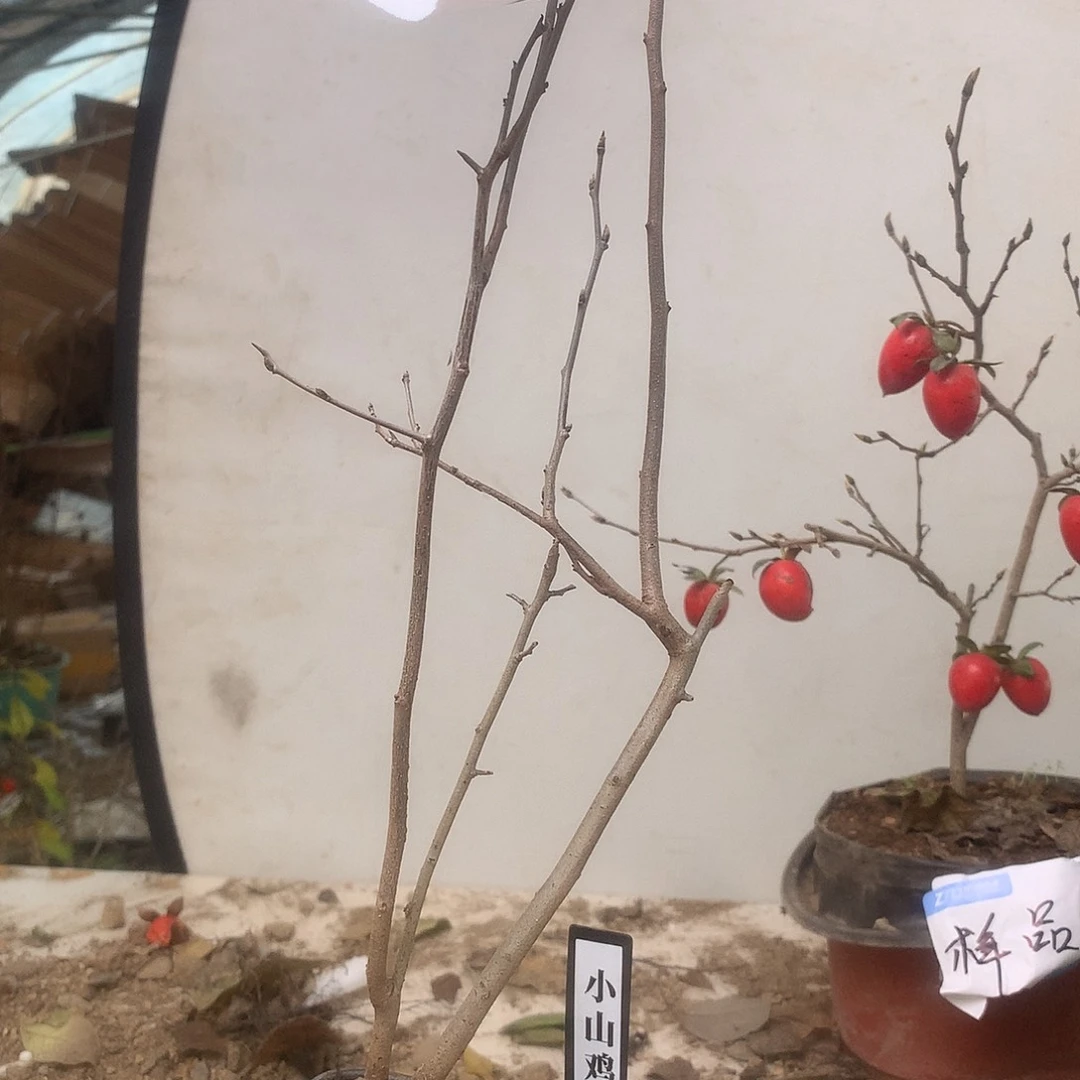 蒋****完全开放老鸦是真的好喜欢