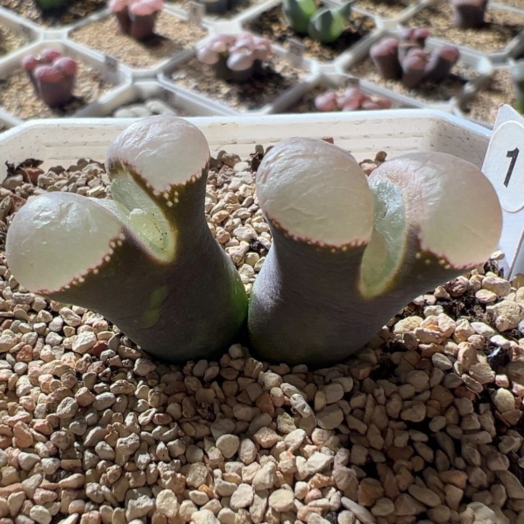 紫体白窗 厚窗 超透窗 母本05