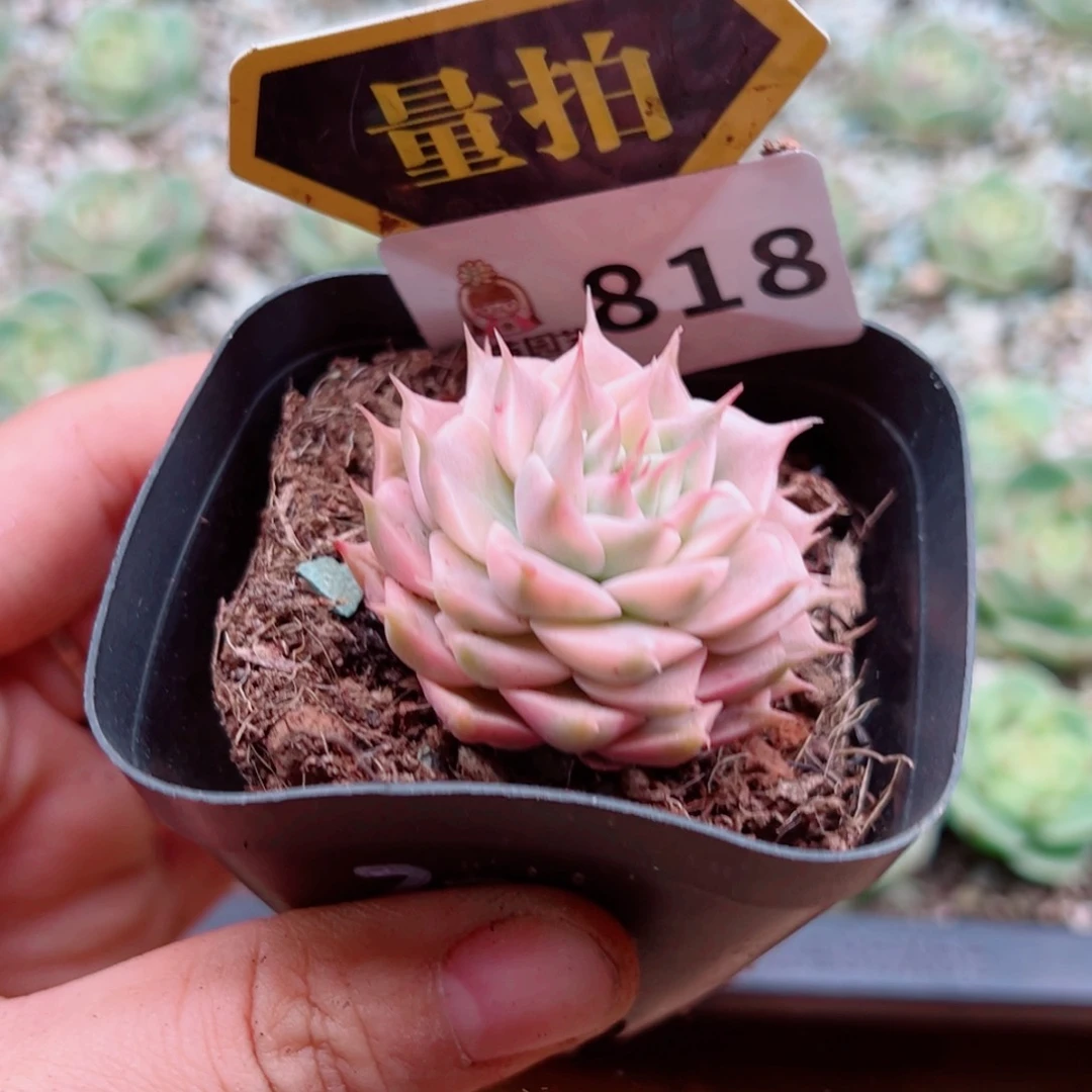 多肉植物多肉植物