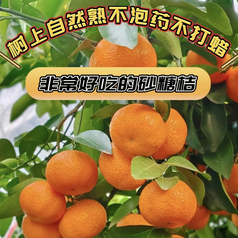 【爆甜】福建砂糖橘沙糖桔砂糖桔当季新鲜水果不打蜡无泡药自然熟