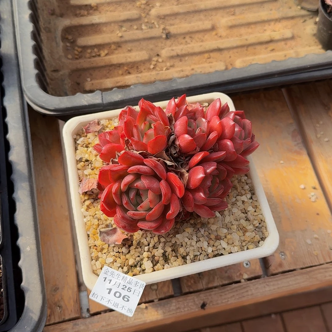 小****1125-106性感的pp群