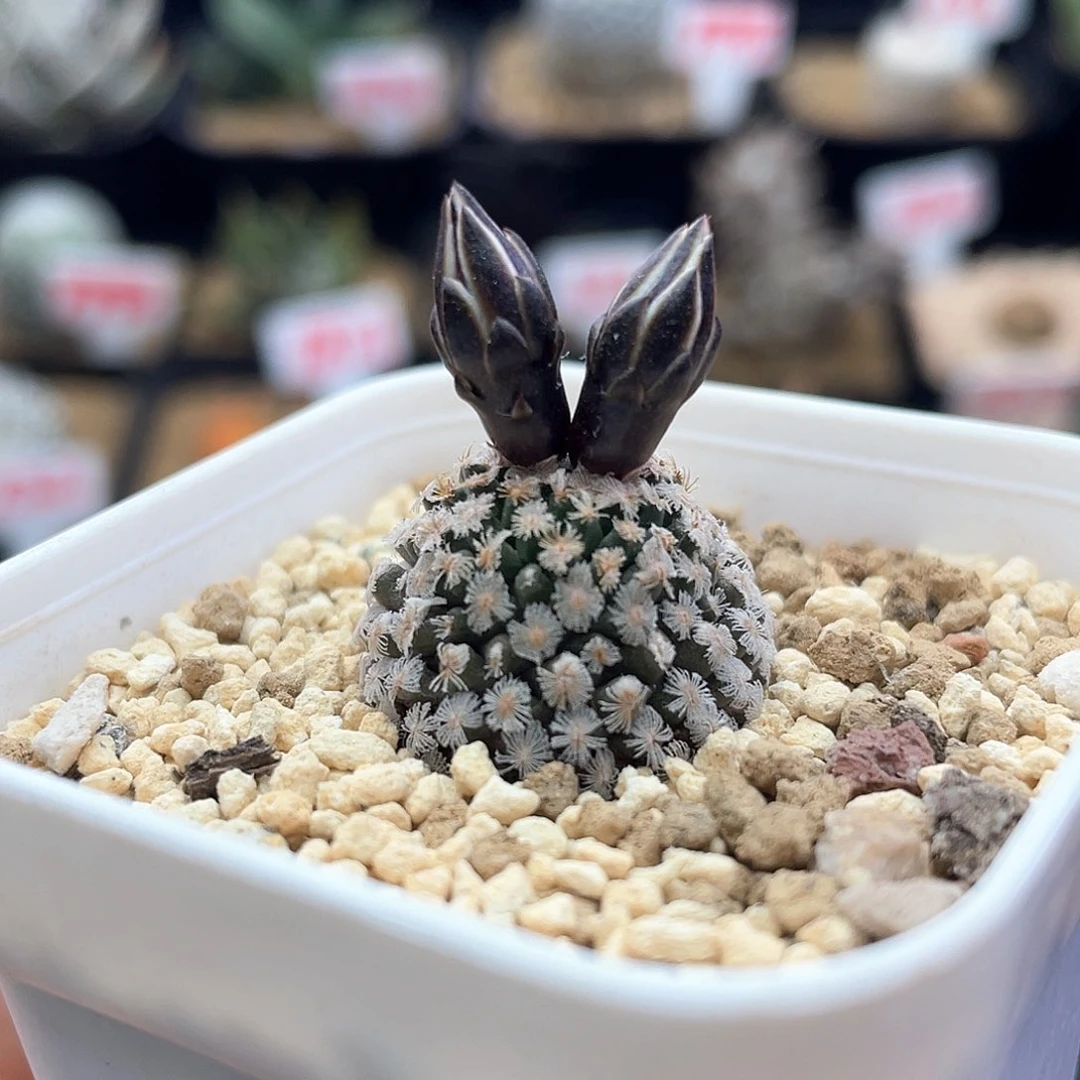 实生羽毛蔷薇丸仙人球