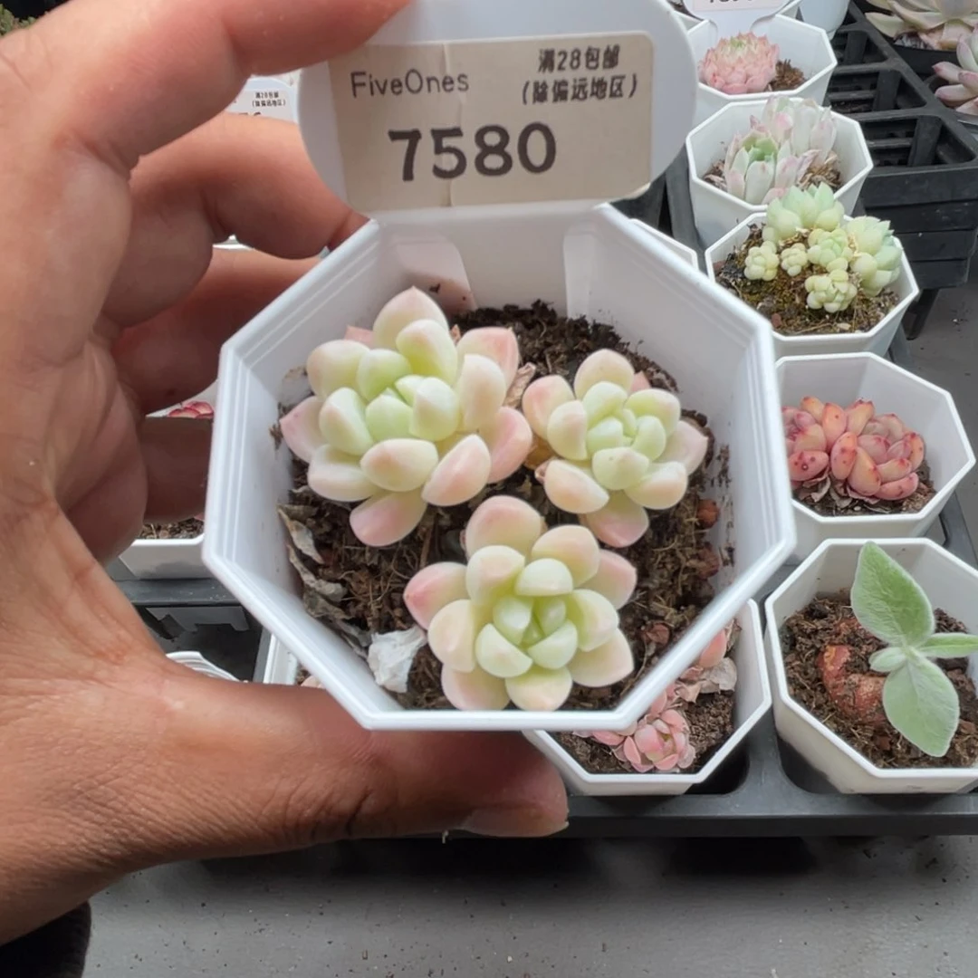 7580白雪4.5厘米