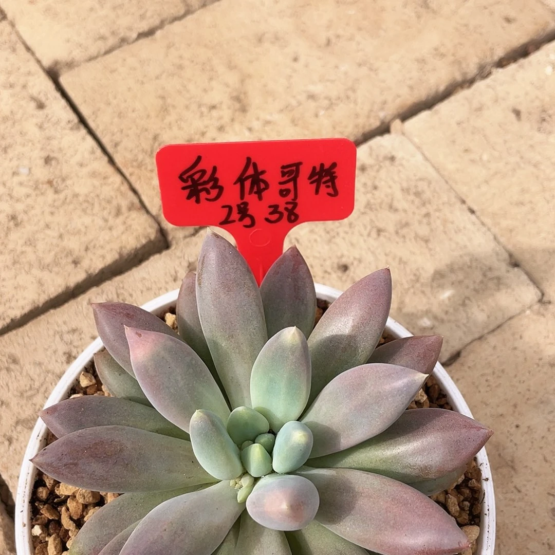 彩体哥特 2号。  38。