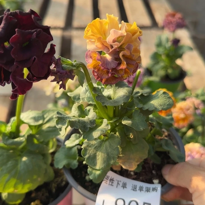 长***鹿无花朵L905两棵小苗默认苗晃零下5勿拍