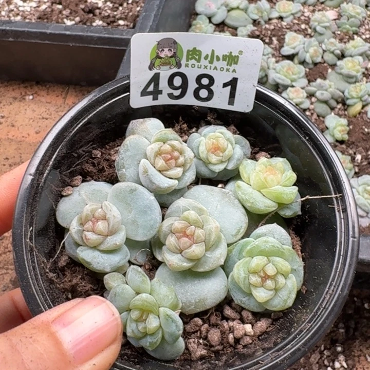 多肉植物多肉植物
