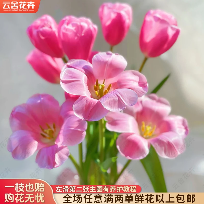 【云舍花卉】【巨人粉】郁金香 全场任意满两单及以上鲜花包邮发货