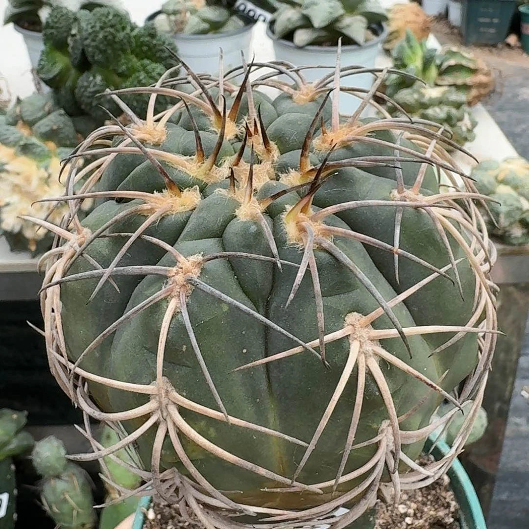 【闪购商品】无花朵清货超大敷刺天平920
