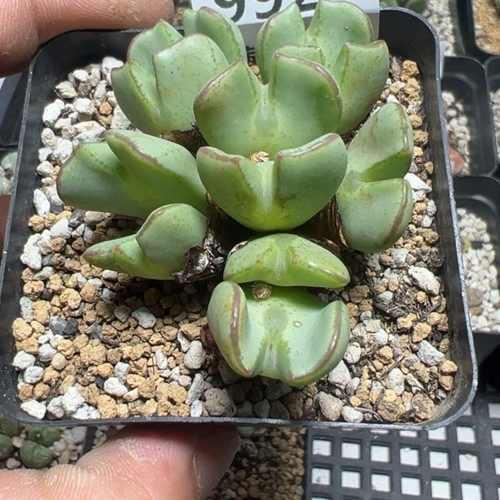 【闪购商品】 992。
