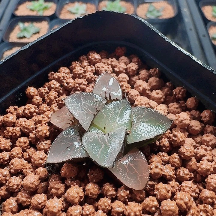 庄***庄十二卷 实生特选 福利