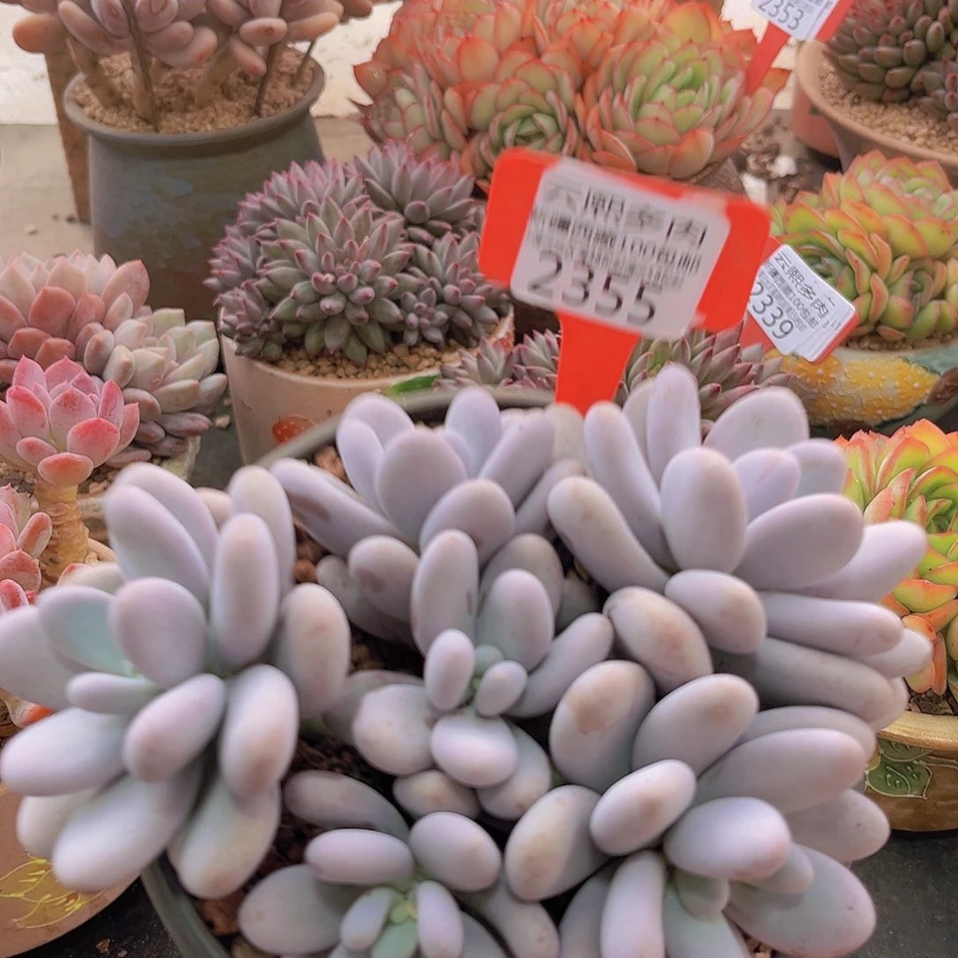 2355奶酪多肉植物