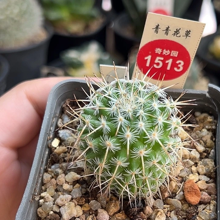 实生特选长刺白王丸3.5cm66887