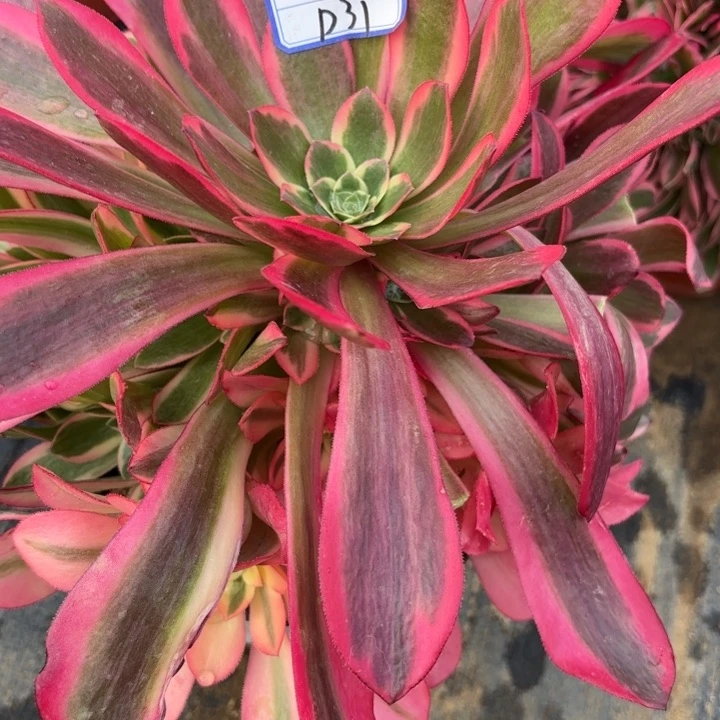 凤冠多肉断枝不包31