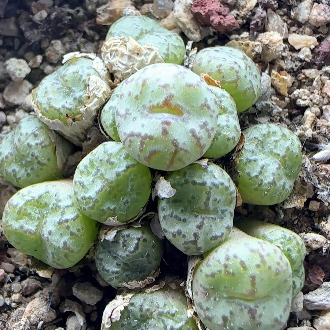 福利多多来啦40574