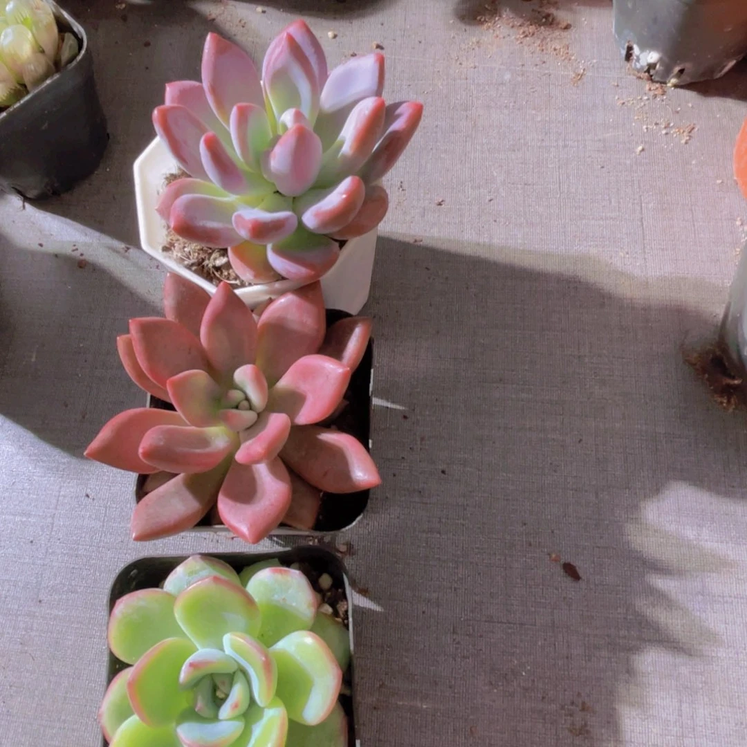 梦***憾奥普两盆 桃花源两盆 泡芙两盆