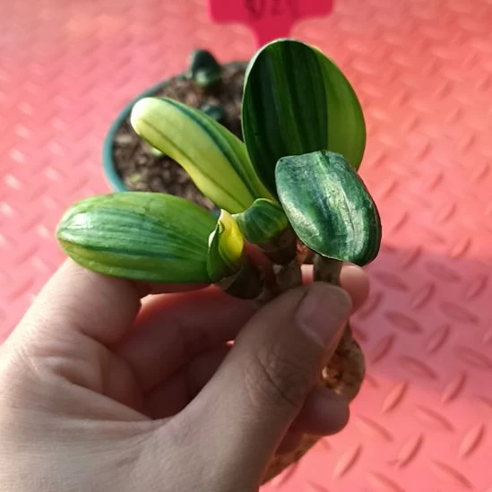 特色花卉君子兰小苗