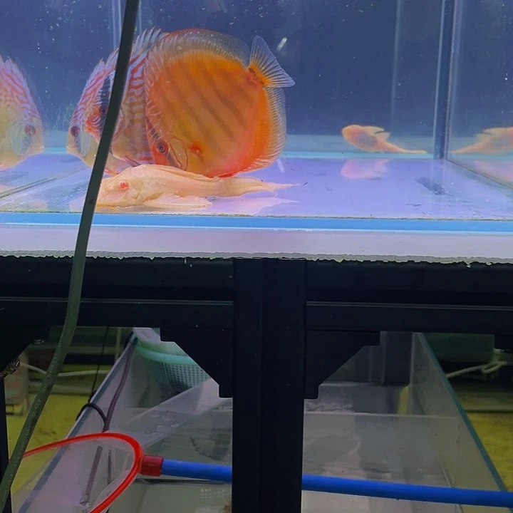 七彩神仙鱼龍**下瑕疵鱼运费60