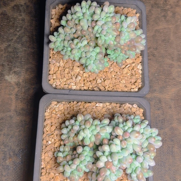 汤圆缀福利111111111111