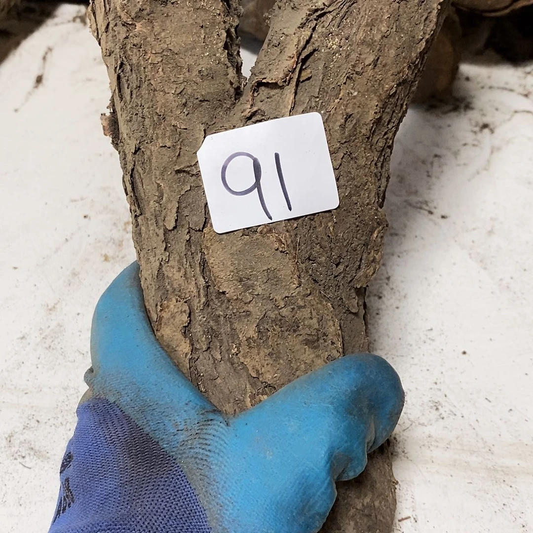 木长***里火琉璃～火琉璃