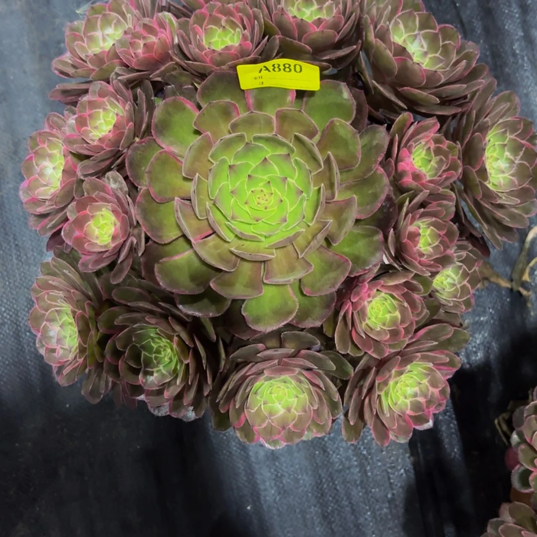 无花朵880莲花座法师多肉