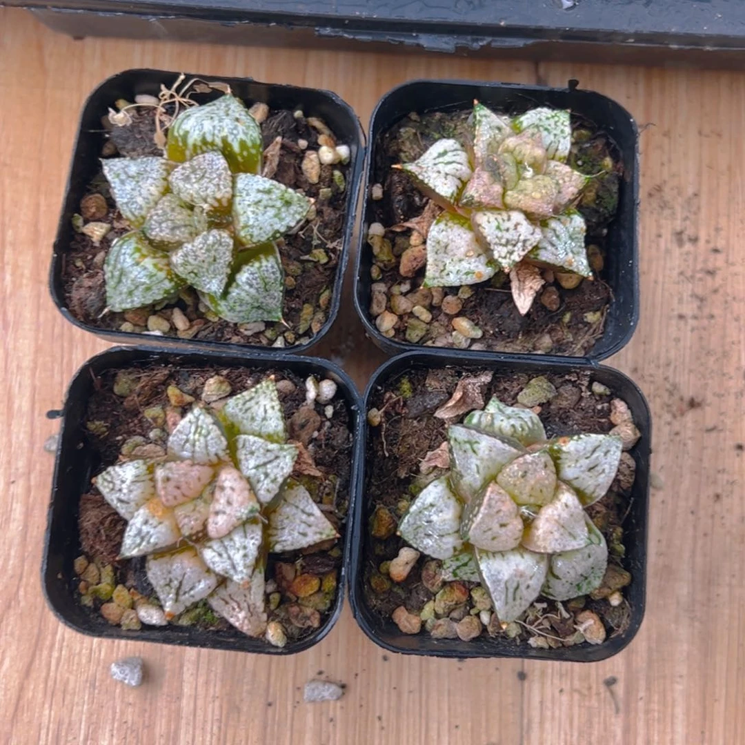 小粉潘多拉魔盒多肉一颗