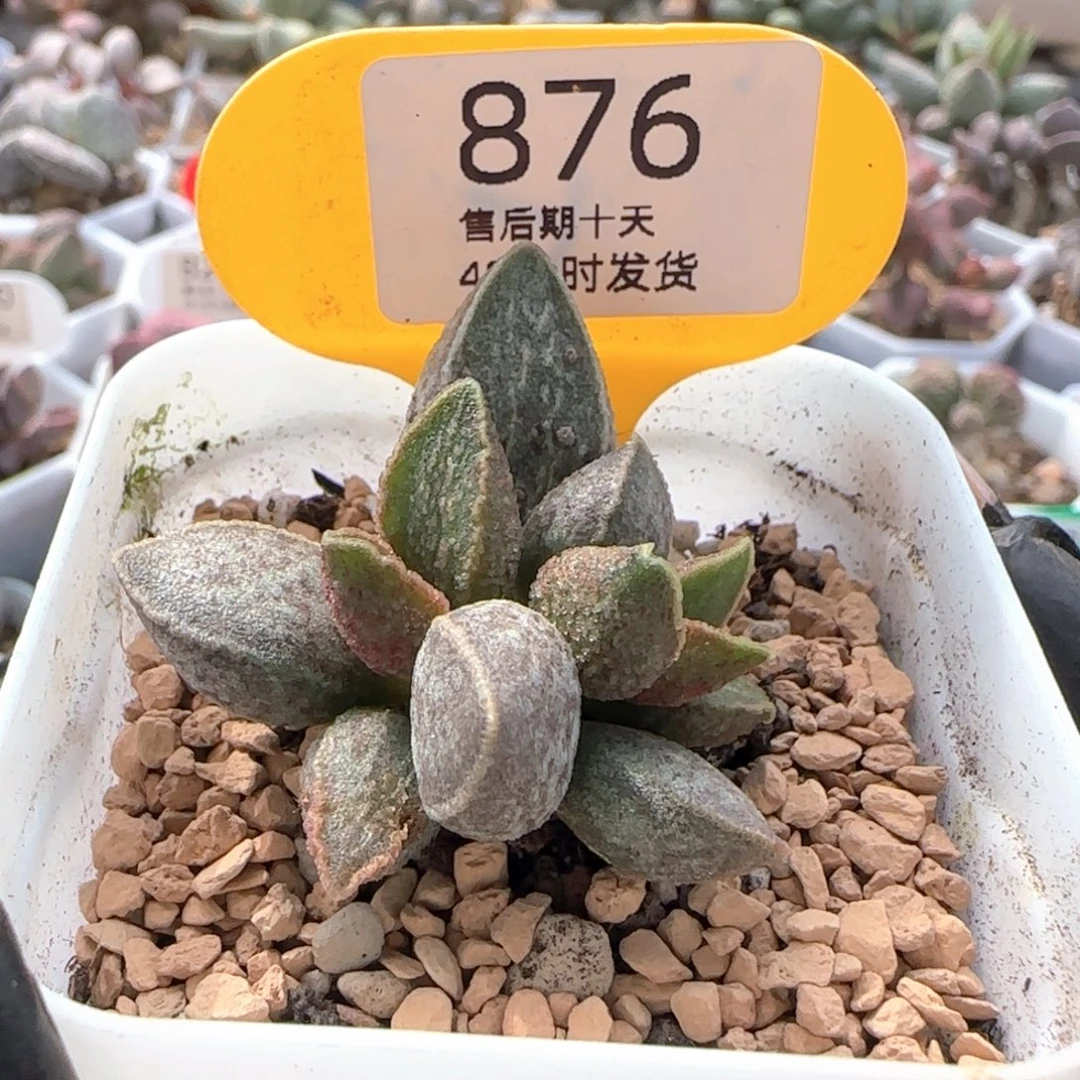 一***心胖虎。     876。