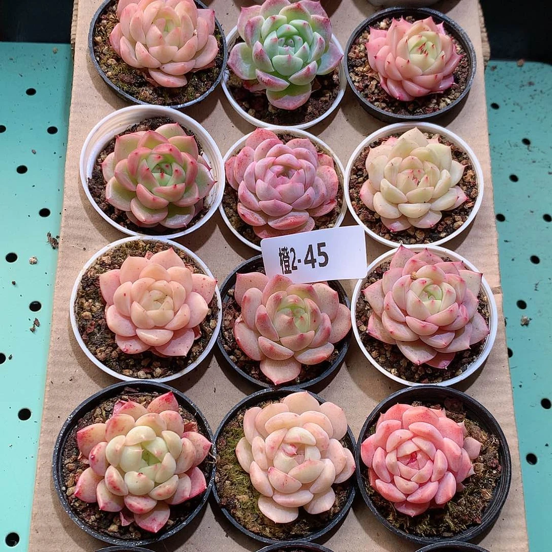 2-45一物一拍带盆18颗