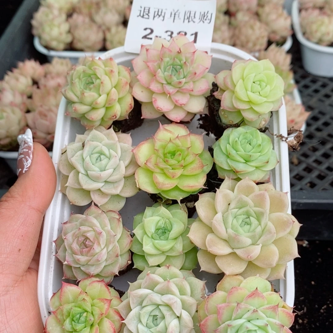 2-381 新疆西藏内蒙不发其他一单包邮两到三公分多肉