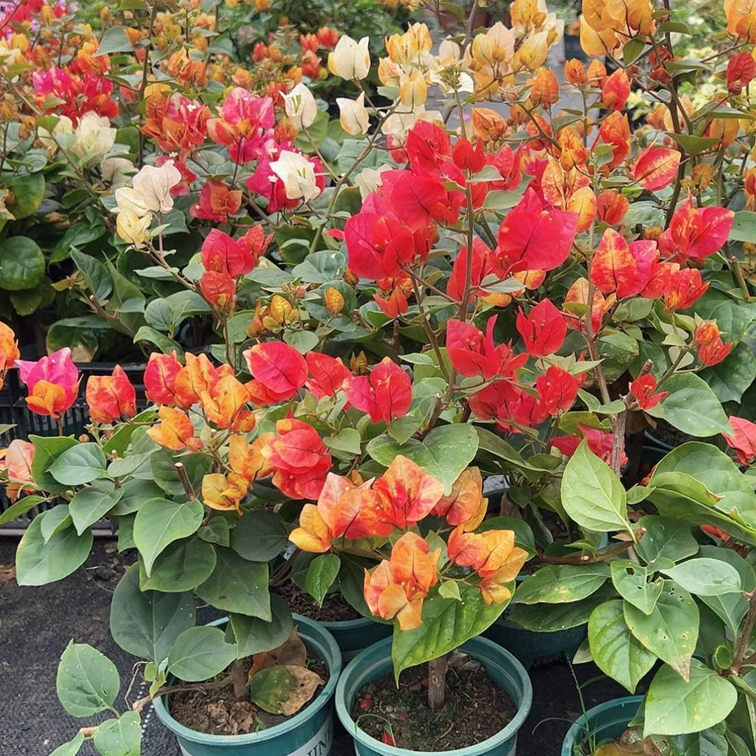 大部分花苞少量开放娜吒掌中宝一颗