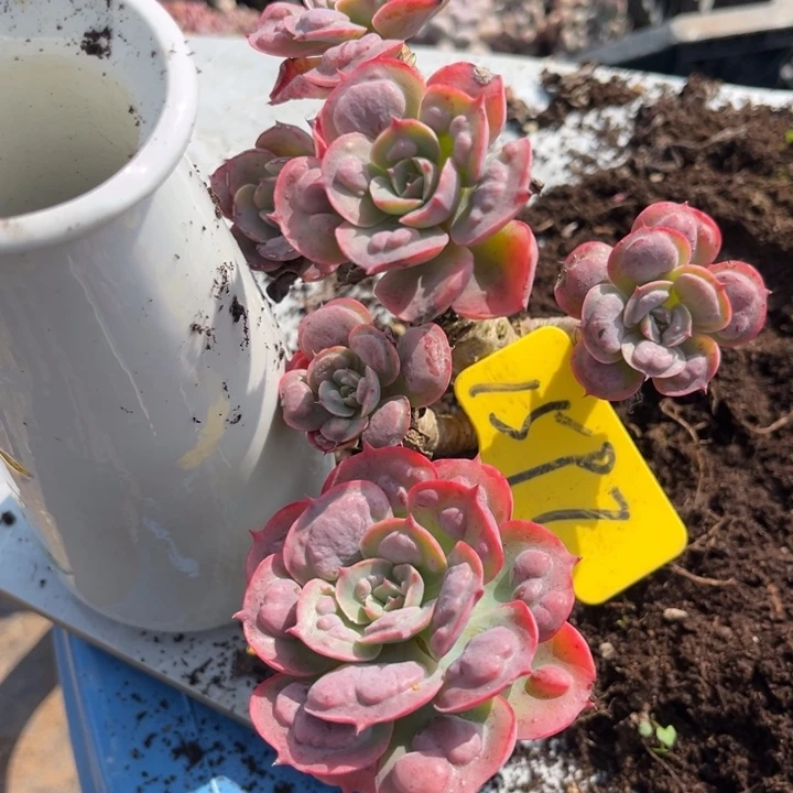 1597 000000000000000