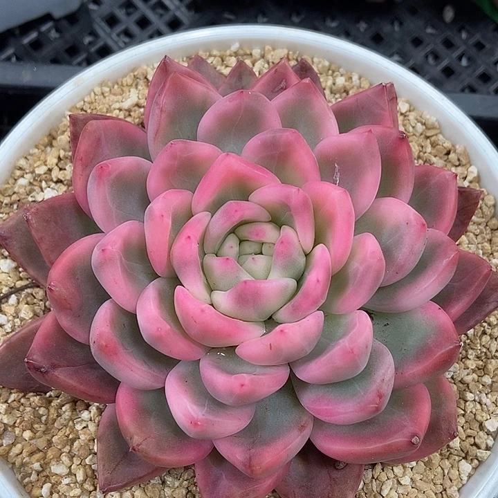 冰月亮锦超大单头