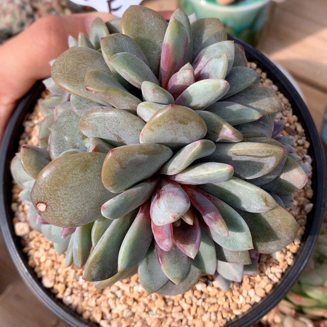 吉***㲺德国香槟12头自然群一物一拍